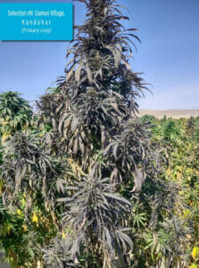 Daman Village, Kandahar Section #6 (primary crop) (Regular) (space) Indian Landrace Exchange