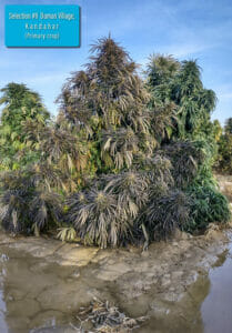 Daman Village, Kandahar Section #8 (primary crop) (Regular) (space) Indian Landrace Exchange