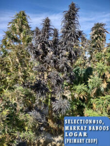 Markaz Baboos, Logar Selection #10 (primary crop) (Regular) (space) Indian Landrace Exchange