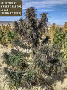 Markaz Baboos, Logar Selection #9 (primary crop) (Regular) (space) Indian Landrace Exchange