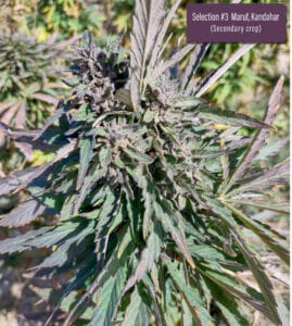 Maruf, Kandahar, Section #3 (secondary crop) (Regular) (space) Indian Landrace Exchange