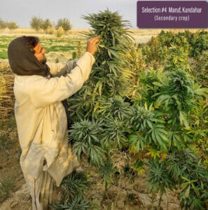 Maruf, Kandahar, Section #4 (secondary crop) (Regular) (space) Indian Landrace Exchange
