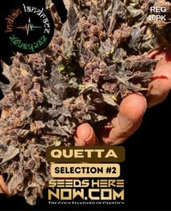 Quetta Selection #2 (Regular) (space) Indian Landrace Exchange