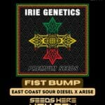 Fist Bump (Regular) - Irie Genetics