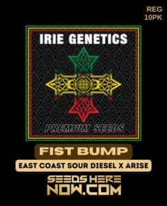Fist Bump (regular) - Irie Genetics
