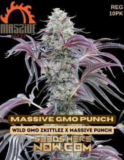 Massive Seeds - Massive GMO Punch {REG} [10pk]MASSIVE GMO PUNCH