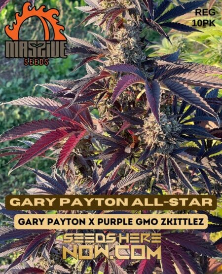 Massive Gary Payton All-star