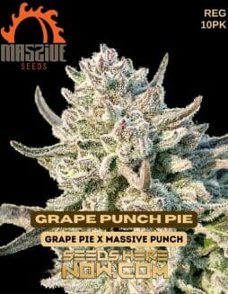 Massive Seeds - Grape Punch Pie {REG} [10pk]Massive Grape Punch Pie