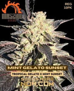 Mint Gelato Sunset (regular) - Massive Seeds