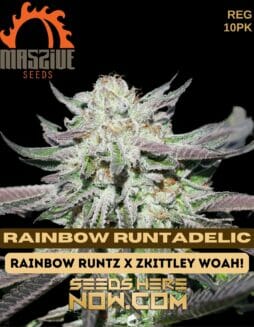 Massive Seeds - Rainbow Runtadelic {REG} [10pk]Massive Rainbow Runtadelic