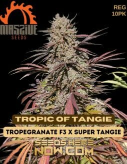 Massive Seeds - Tropic of Tangie {REG} [10pk]Massive Tropic of Tangie