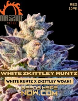 Massive Seeds - White Zkittley Runtz {REG} [10pk]Massive White Zkittley Runtz