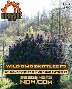 Wild GMO Zkittlez F3(Regular) - Massive Seeds