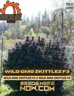 Massive Seeds - Wild GMO Zkittlez F3 {REG} [10pk]Massive Wild GMO Zkittlez F3