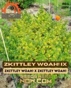 Zkittley Woah! Ix (regular) - Massive Seeds