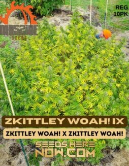 Massive Seeds - Zkittley Woah!  IX {REG} [10pk]Massive Zkittley Woah! IX
