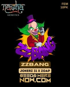 Zzbang (feminized) - Nasha Genetics