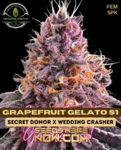 Grapefruit Gelato S1 (feminized) - Precursor Genetics