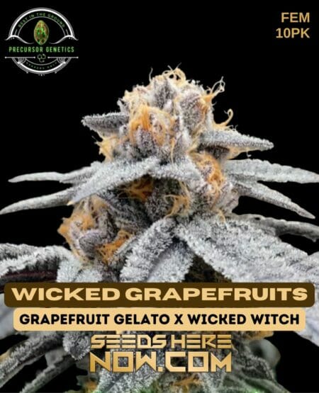 Precursor Wicked Grapefruits 10