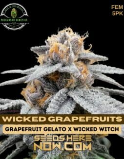 Precursor Genetics - Wicked Grapefruits {FEM} [5pk]Precursor Wicked Grapefruits