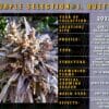 Quetta Selection #1 (Regular) (space) Indian Landrace Exchange