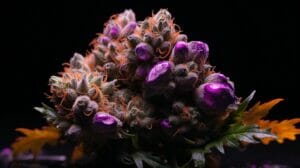 Super Boof Strain Review: Black Cherry Punch X Tropicana Cookies