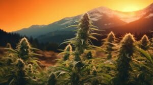 Top Award(Space)Winning Cannabis Strains: Discover The Best Choices – Top Award(space)Winning Cannabis Strains: Discover the Best Choices