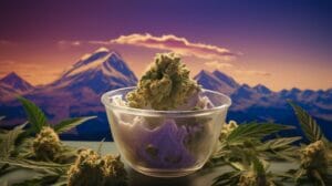 Velato Strain Review: Everything You Need To Know – Velato Strain Review: Everything You Need To Know