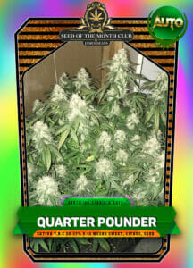 Quarter Pounder Auto (Autoflower) - S.O.T.M.