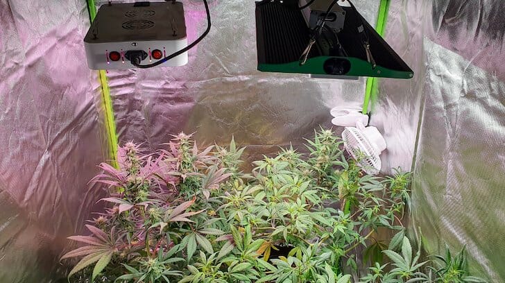 Cannabis Home Grow