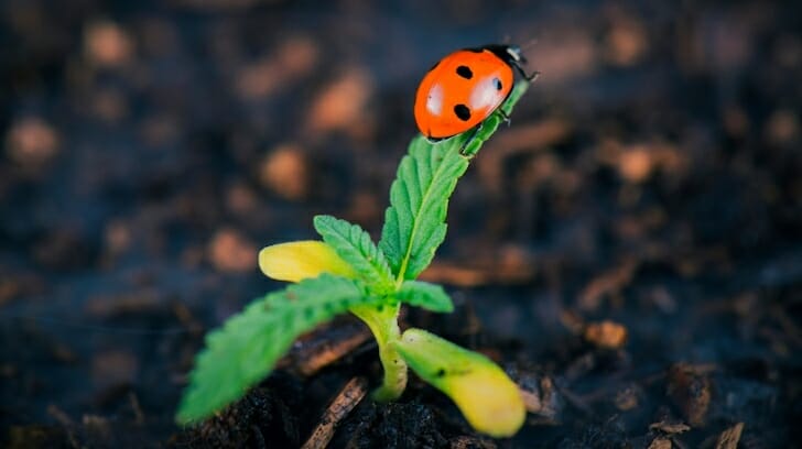 Ladybug on Cannabis Plant