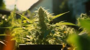 Cannabis Plant Care Tips: Expert Advice For Healthy Growth – Cannabis Plant Care Tips: Expert Advice for Healthy Growth