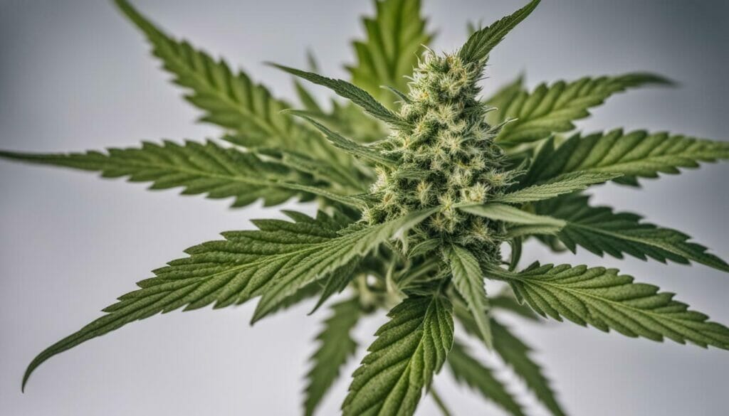 Cannabis Seed Breeding