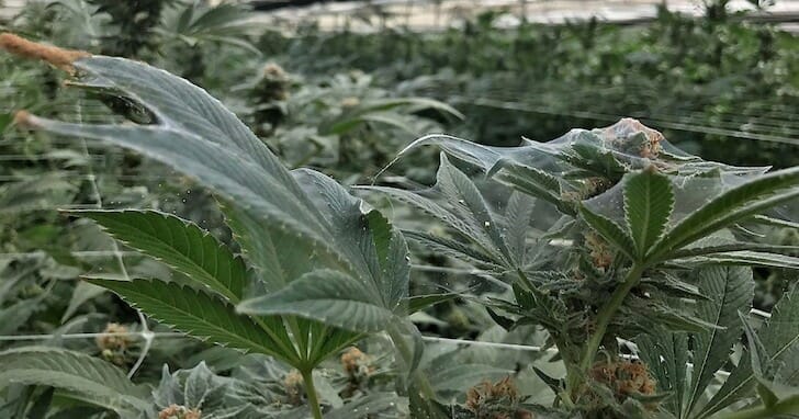 Spider Mites on Cannabis Plant