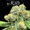 G-rind - dominion seed company