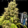 G-rind - dominion seed company