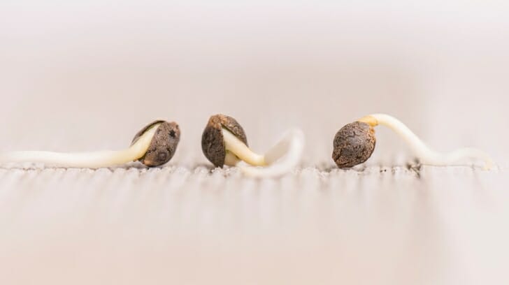 Germinating Weed Seeds