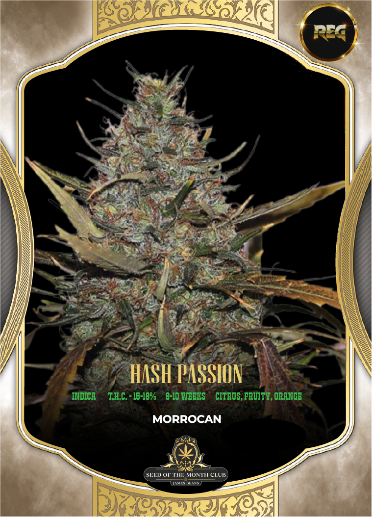 S.O.T.M. – August – Hash Passion {REG} [5pk], Free Seed With Every Order