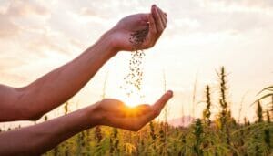 Master Guide: How To Make Autoflower Seeds Successfully
