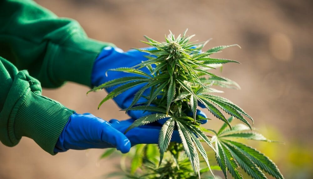 Unleashing Your Green Thumb: How to Make Your Own Strain