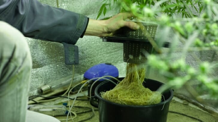 Hydroponic Setup for Cannabis