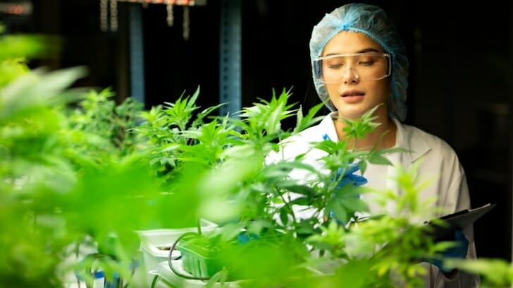 Monitoring Cannabis Plants