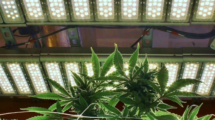 Cannabis Plant Under Led Grow Light