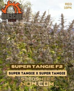 Super Tangie F2 (Regular) - Massive Seeds