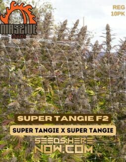 Massive Seeds - Super Tangie F2 {REG} [10pk]Massive Super Tangie F2