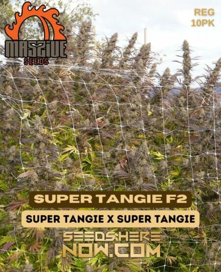Massive Super Tangie F2