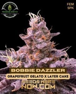 Bobbie Dazzler (feminized) - Precursor Genetics