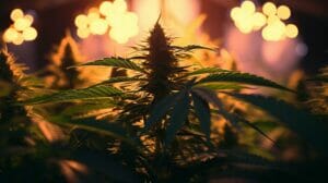 Best Lighting for Growing Cannabis Indoors: Expert Tips