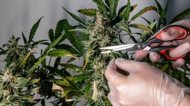 Pruning a Cannabis Plant