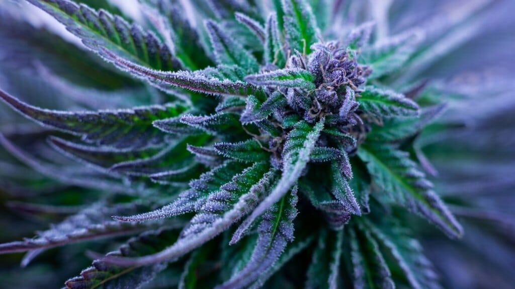 Purple Cannabis Strain